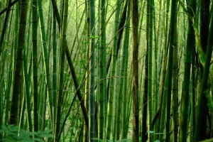 PBBM urged to certify bamboo industry bill ‘urgent’