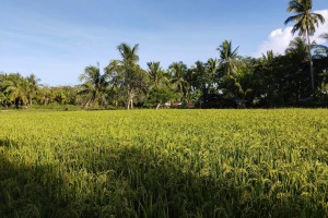 DA reiterates call for climate-proof rice farming