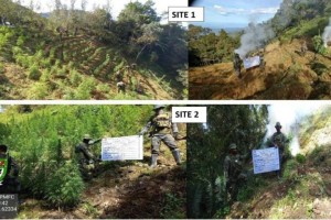 Cops destroy P14.3-M marijuana in Cordillera