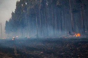 Forest fires raging in 7 Argentine provinces