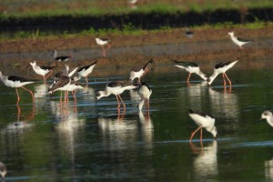15.7K water birds sighted in Soccsksargen