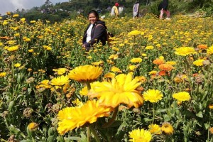 Benguet frost-covered crops, flowers seen to attract tourists