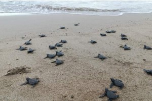 Baby sea turtles released in southern Negros