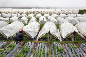 La Trinidad to import ‘virus-free’ strawberry seedlings