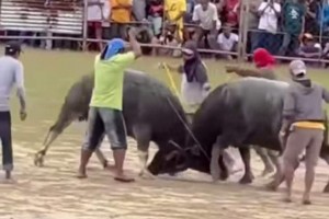 Bullfights in Antique town pushed as intangible cultural property