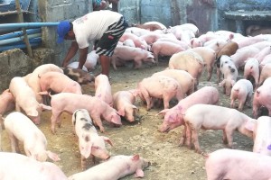 Abra pork supply enough to meet demand for 'bagnet, longanisa'