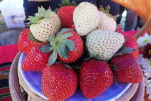 White strawberries to debut in La Trinidad's berry festival