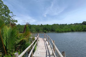Negros Oriental to restore mangrove forest boardwalk