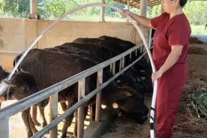 Ilocos Norte eyes to strengthen carabao industry