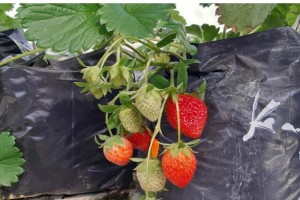 La Trinidad farmers urged to adopt elevated strawberry farming