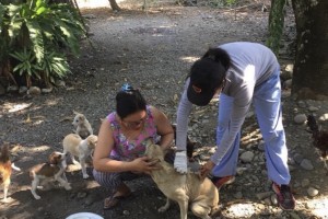 Ilocos Norte steps up vaccination following rabies cases