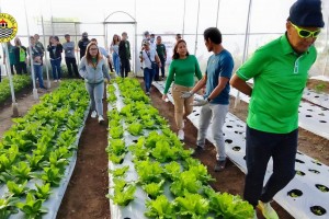 Cebu City embarks on massive greening, beautification project