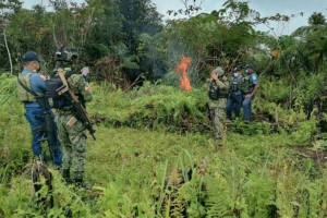 Cops destroy P5-M marijuana plantation in Lanao Sur