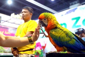 Cebu City’s ban on entry of birds, game fowls stays