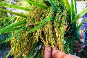 CA issues Writ of Kalikasan vs. Golden Rice, Bt Eggplant