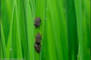 Nueva Ecija braces for seasonal crop pest infestation