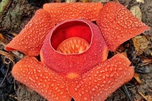 World's largest flower blooms anew at Sibalom Natural Park