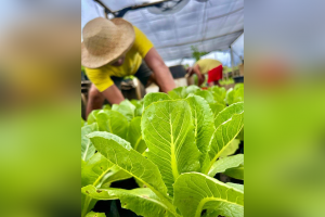 Community gardens under Marcos admin up to 27K from 2K