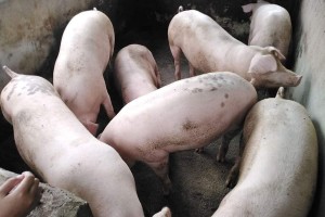 Western Visayas continues to ship swine to Luzon