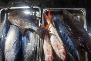 PSA: BARMM still PH’s top fish producer