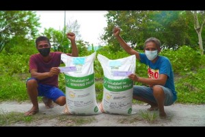 Zambales farmers credit rice seed program for higher yields