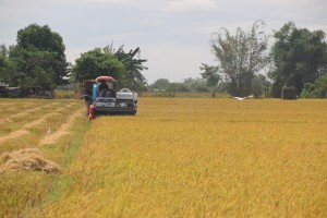 C. Luzon farmers favor move to promote hybrid rice varieties