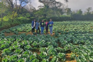 Popular food chain to source veggies from Quezon town farmers