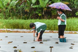 DILG calls for village participation in planting program