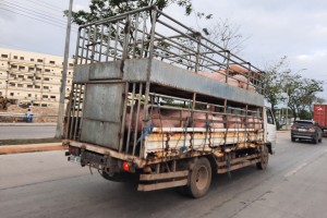 Cebu bans live hogs from Negros Island as ASF detected