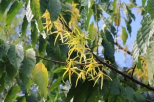 Ormoc City to produce ylang-ylang essential oil