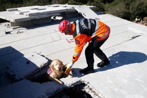 Search, rescue dog becomes Türkiye’s hero