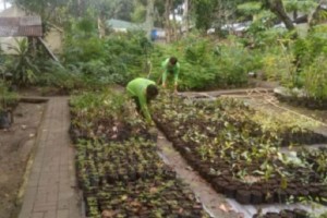 Over 2K native trees to be planted along Iloilo airport road