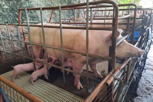 Occidental Mindoro hog raisers decry ASF 'disinformation'