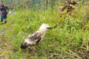 Mindanao hawk-eagle rescued, freed in N. Cotabato  