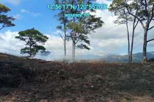 Fires threaten endangered pine trees in Mindoro's ‘Little Baguio'
