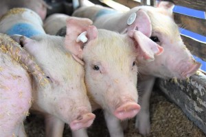 NegOcc hog raisers get better prices from NCR buyers