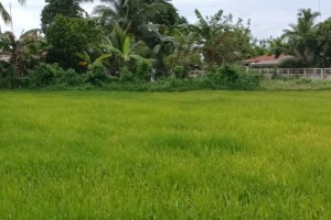 DA to rice farmers: Plant early, use heat-resistant crops