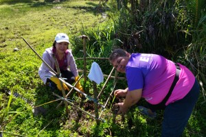 DPWH plants 315K ‘replacement’ trees in E. Samar