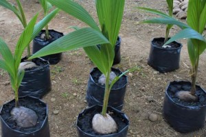 NegOcc farm established as hybrid coconut seed production site