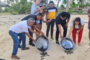 132 Hawksbill turtle hatchlings released in Siargao town