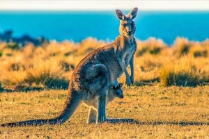 Australia divided over plans to cull millions of kangaroos