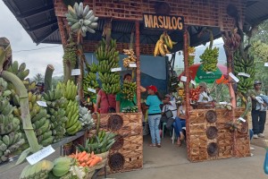 NegOcc town banana fest bounces back with more varieties