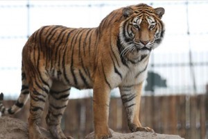 India’s tiger population jumps to 3,167 in 2022