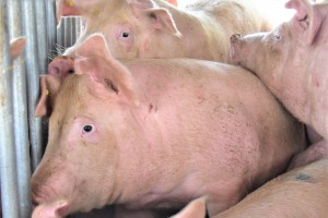 Negros steps up alert vs. hog deaths