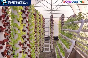 DOST boosts herbal plants, veggies production in Bulacan