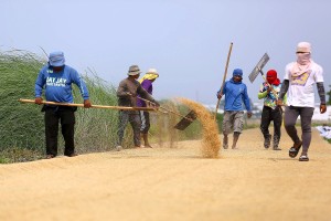 PH palay output hits record high of 20.06 million metric tons