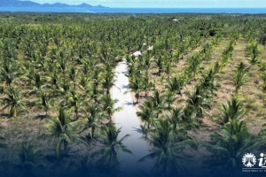 DPWH projects benefit coconut farmers in Aurora