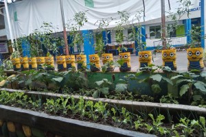 Iloilo container gardens promote food resiliency during disasters