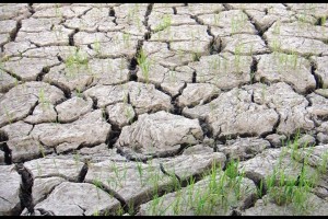 DA forms nat'l team to mitigate El Niño impact on crops, fisheries