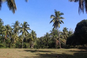 40K out of 102K coco farmers in NegOr sign up for nat’l registry